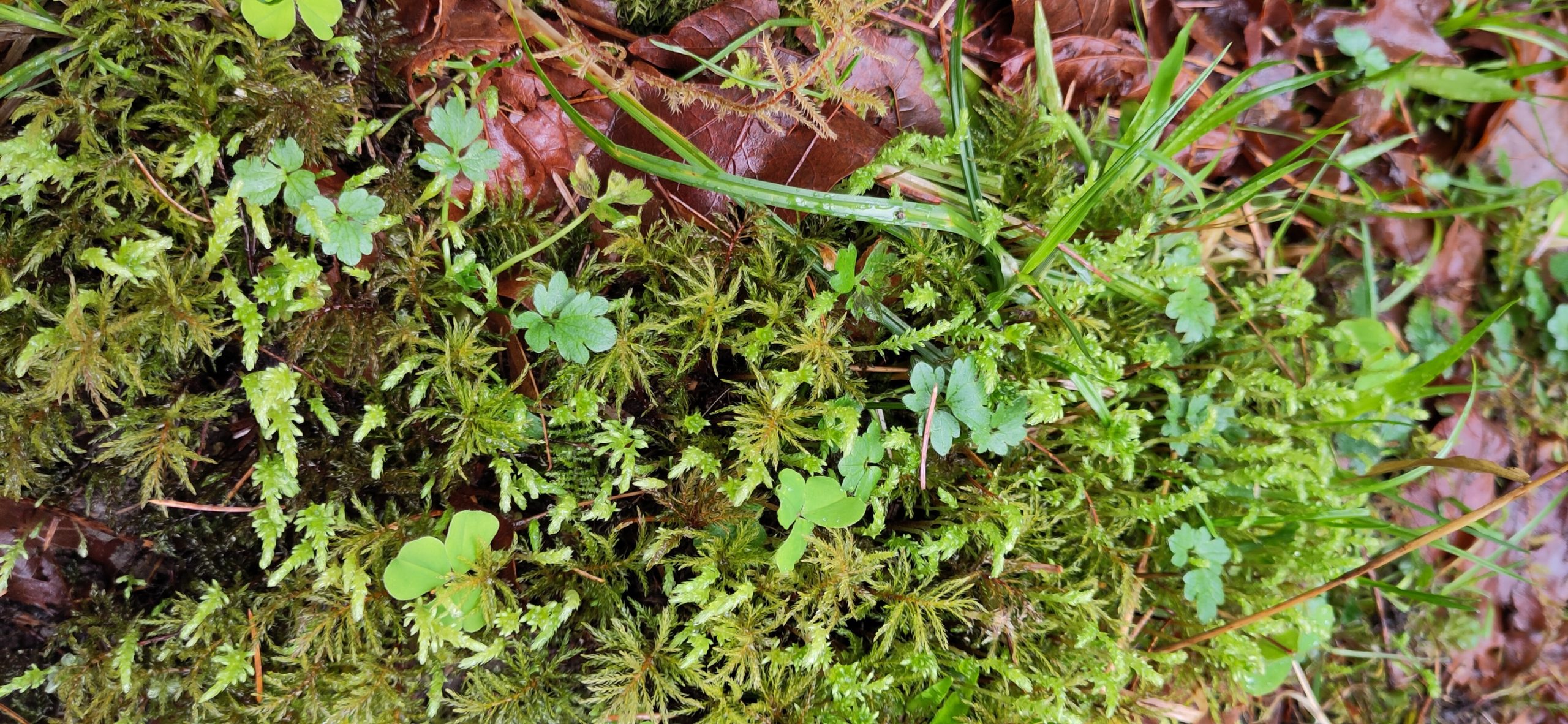 Moss, leaves and small plants - the understory of the Hoh rainforest, Olympic National park, Washington State, USA